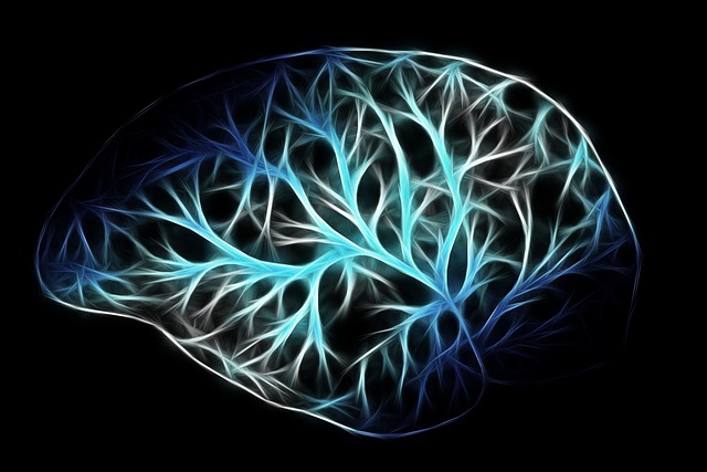 brain neural pathways